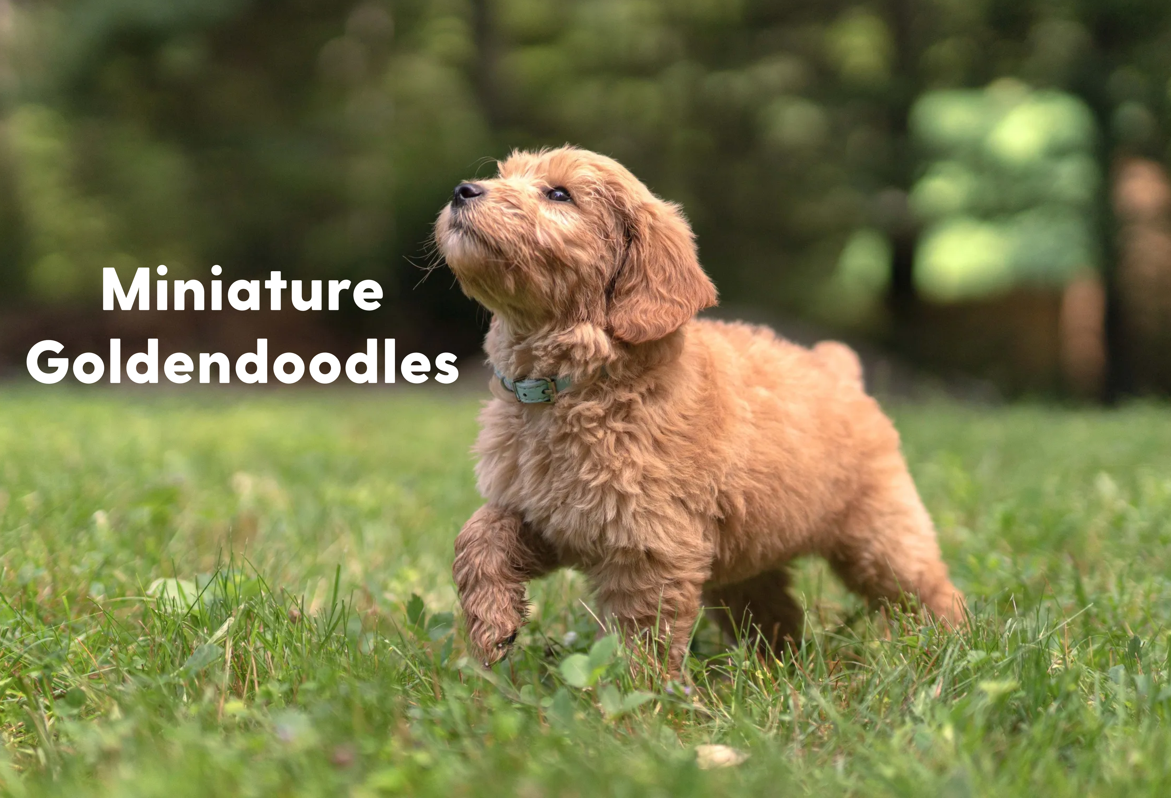 F1B Mini Goldendoodles — Planned 2027