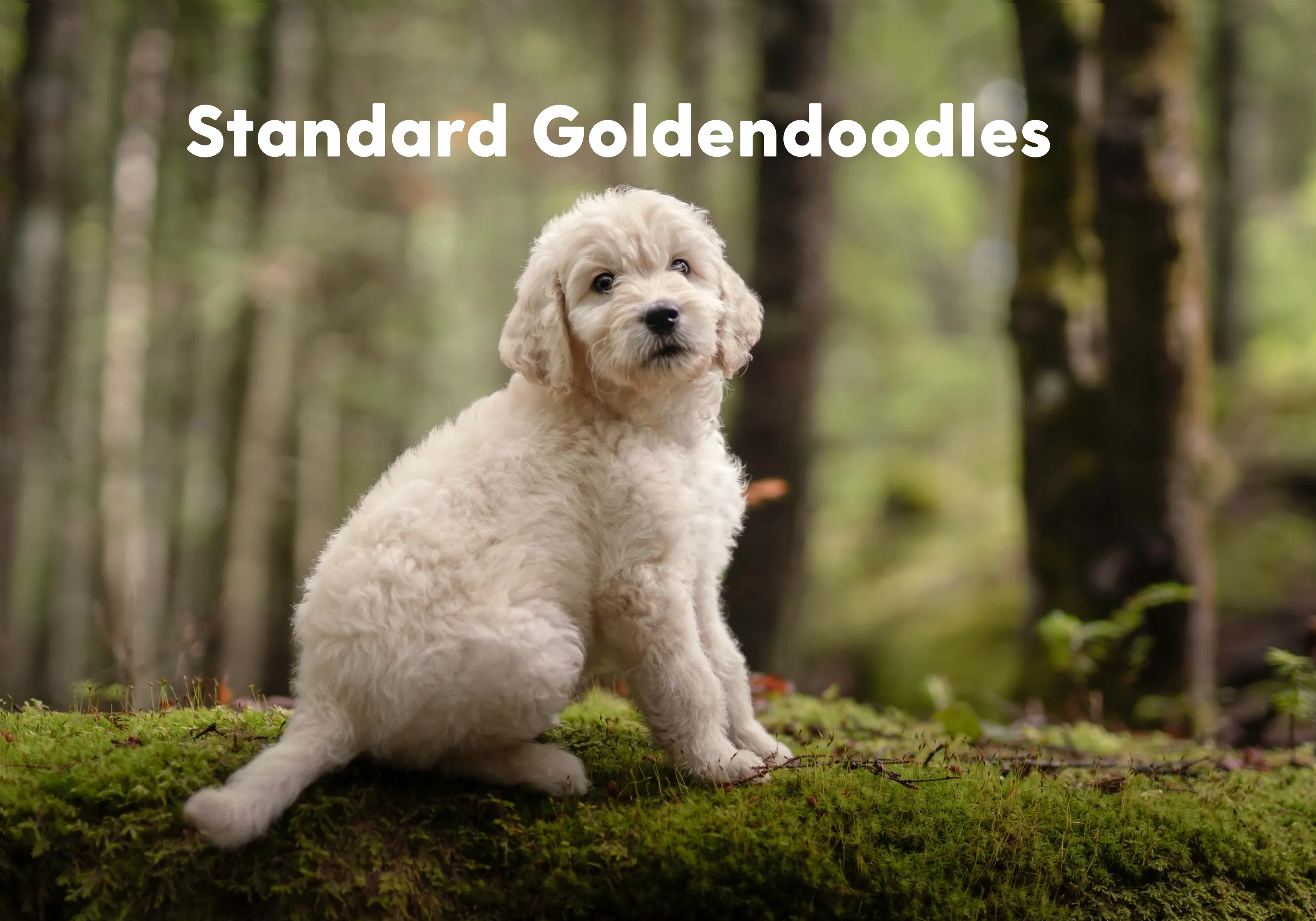 F1 Standard Goldendoodles — Planned 2027