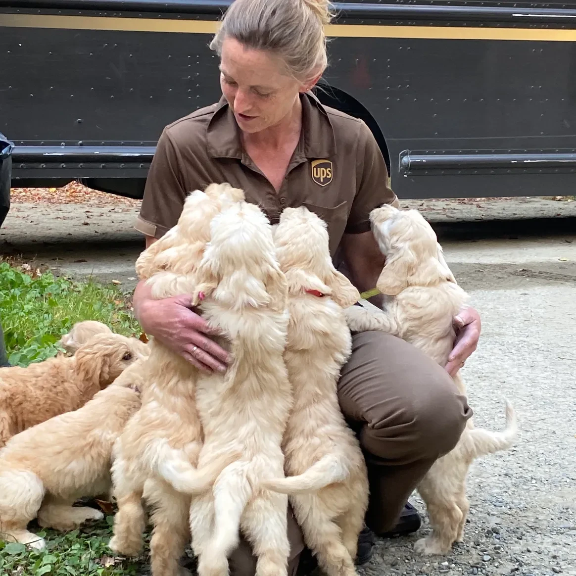 Lisa, the UPS driver, surrounded by a pile of Acadia Goldendoodle puppies next to her truck