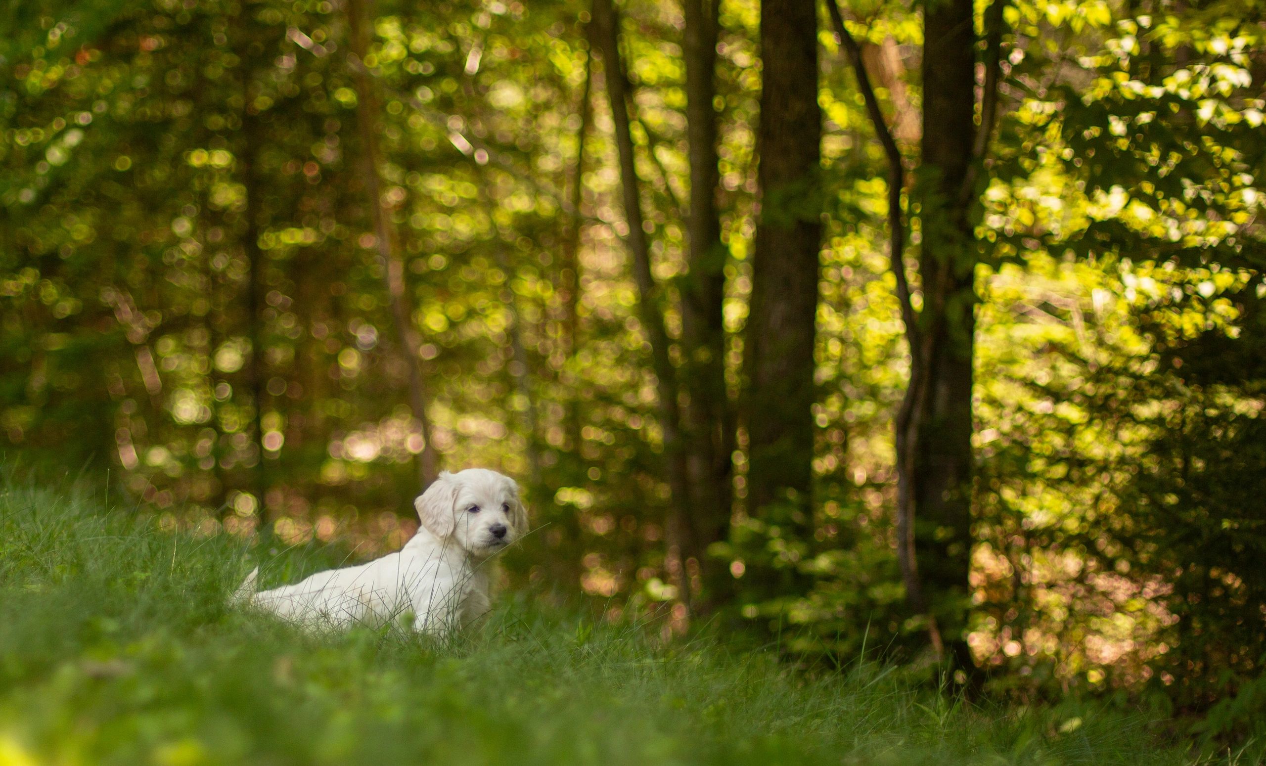 Poodle puppies from Acadia Pets, Inc.