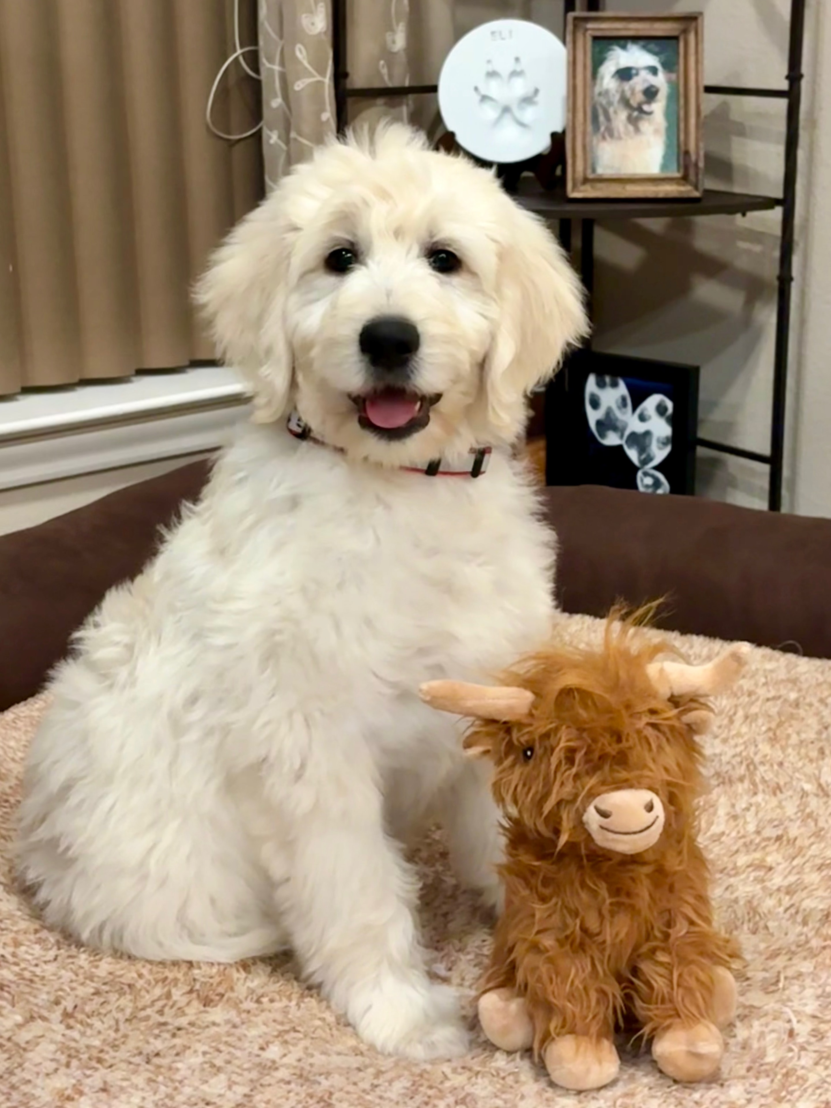 Leo — Acadia Goldendoodle