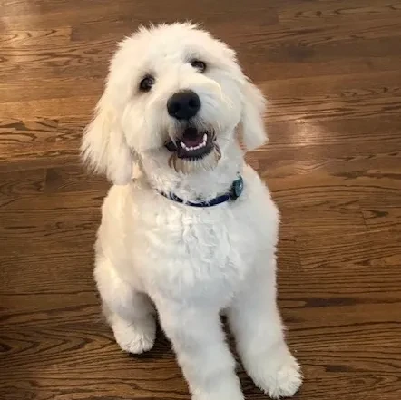 Finley — Acadia Goldendoodle