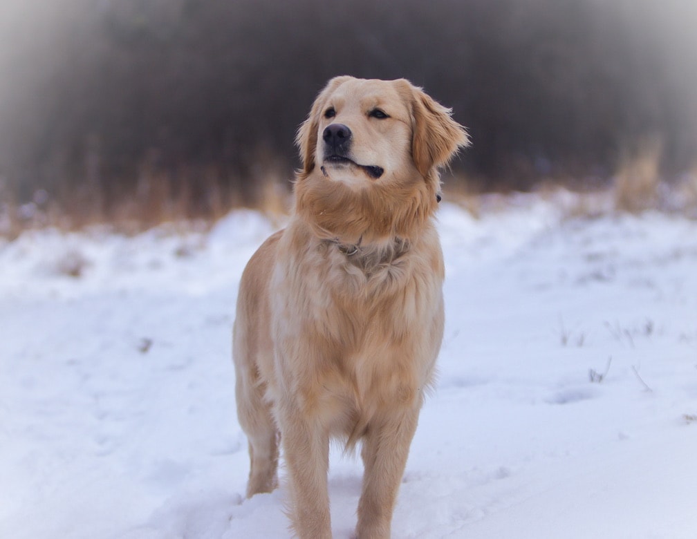 Josie